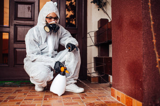 Attic and Crawl Space Rodent Treatment in Santa Paula