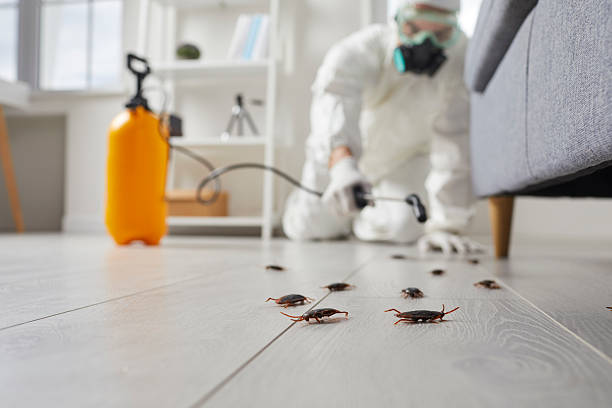 Commercial Rodent Management in Santa Paula